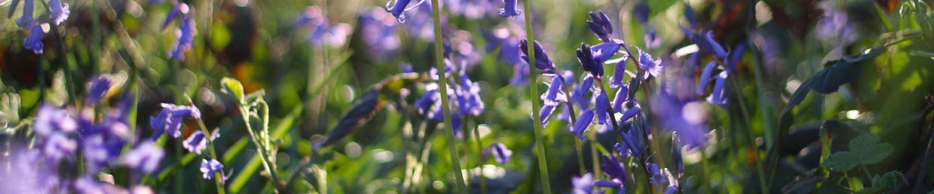 Bluebell Bulbs