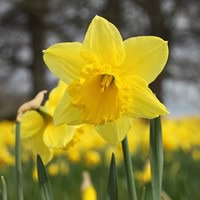 Daffodil & Narcissi