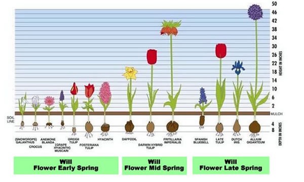 Caring For Your Bulbs