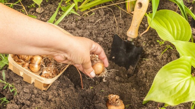 Planting too early: one of the biggest mistakes people make with bulbs