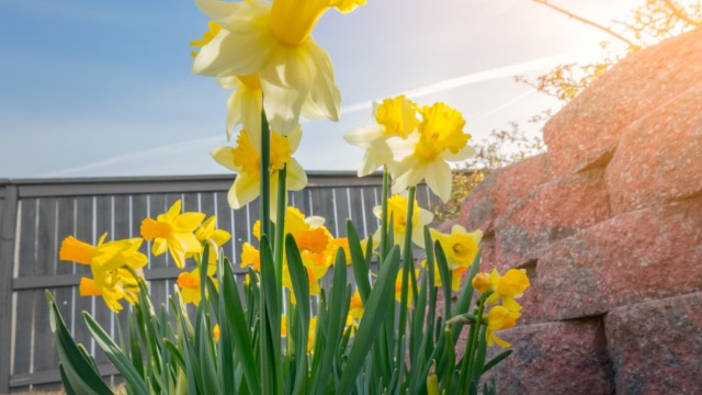 How to make sure your bulbs keep flowering year after year