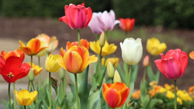 The Ultimate Guide to Growing Tulips