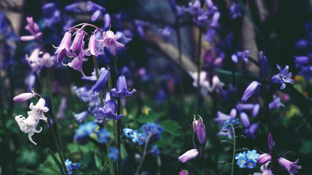 Guide to growing bluebells