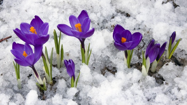 How extreme weather conditions can impact your flower bulbs