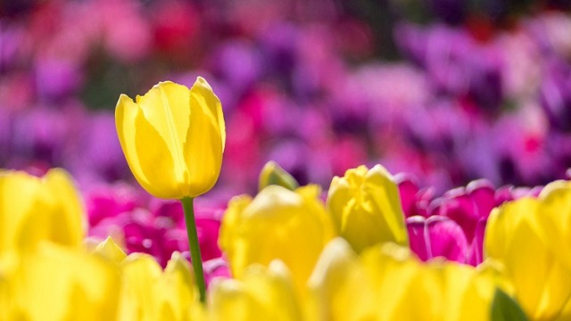 Different Types of Tulips Explained