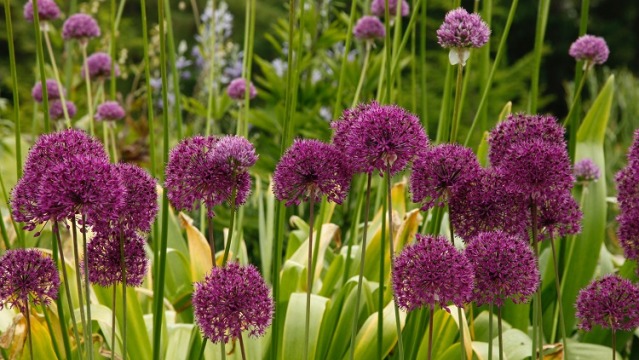 How To Grow Allium Bulbs