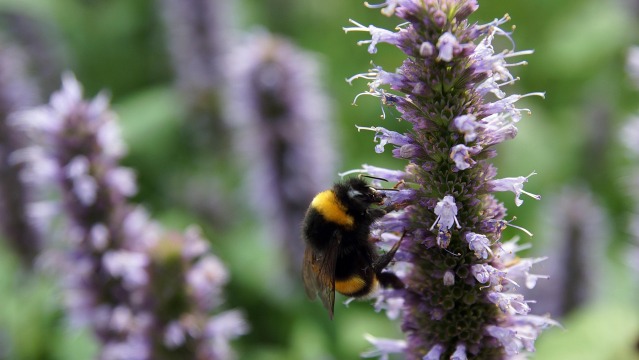 Which Colour Of Flowers Attracts Wildlife The Most?