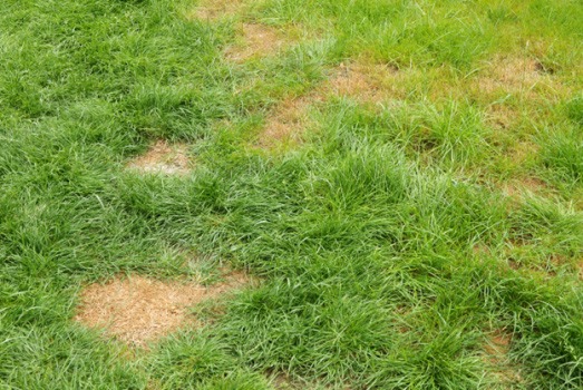 How To Fix Patchy Grass & Bare Spots In Your Lawn