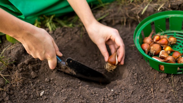 Why it's better to plant flower bulbs too deep than too shallow 