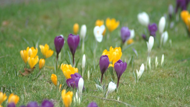 How planting bulbs in the lawn can brighten up your garden 