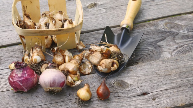 What you need to know about storing bulbs