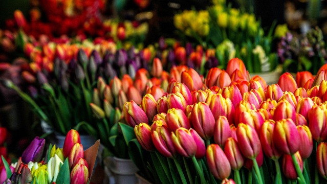 10 fascinating facts about tulips 