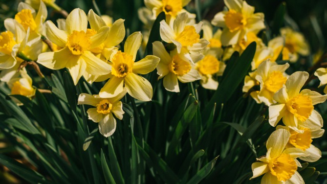 15 interesting facts about daffodils and narcissus