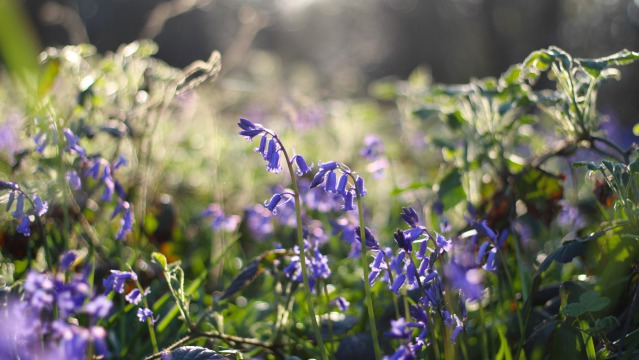 8 things you may not know about bluebells