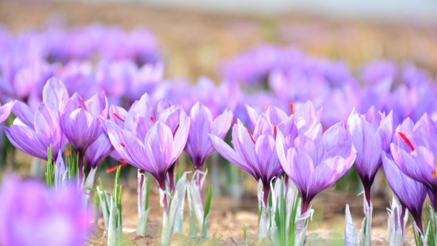 8 reasons why we love the crocus flower