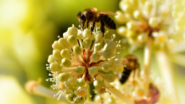 Simple things we can do to help save the bees 