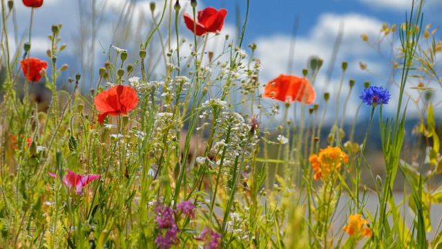 The Importance of Wildflower Meadows 