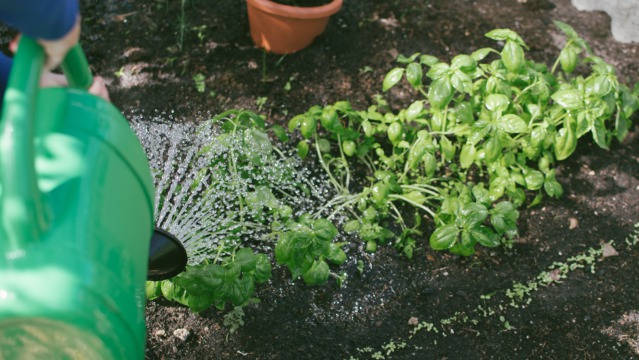 9 top tips to save water in your garden