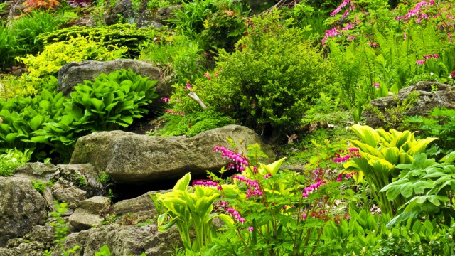 Perfect plants for rockery beds