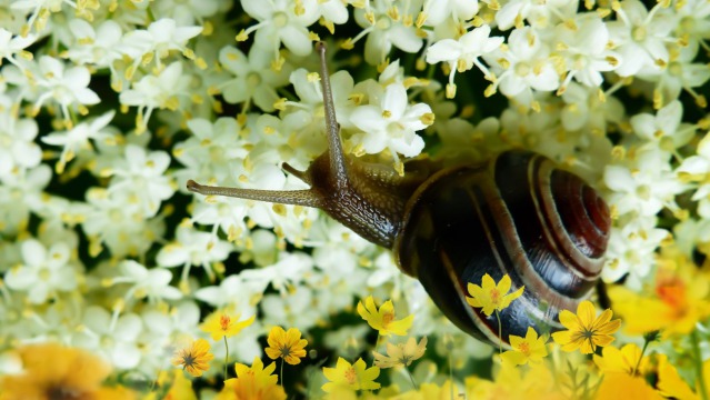 How to protect plants from slugs and snails