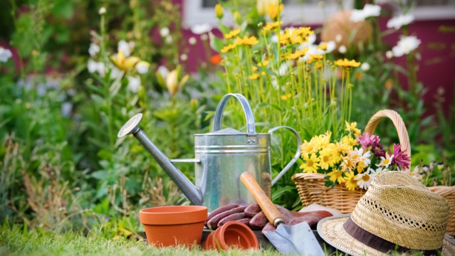 A Beginners guide to Gardening