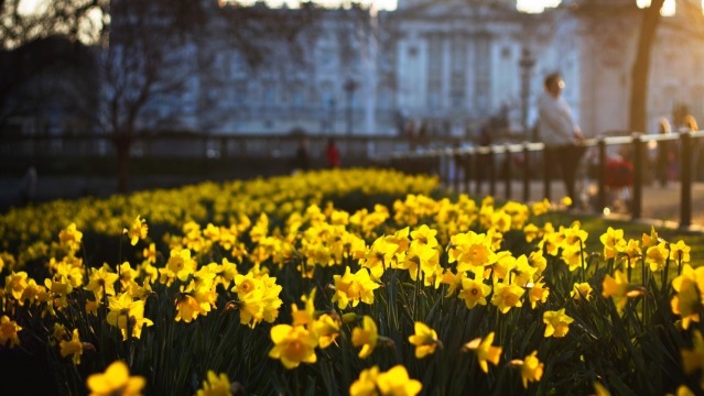 The History of the Daffodil- A Symbol of Joy