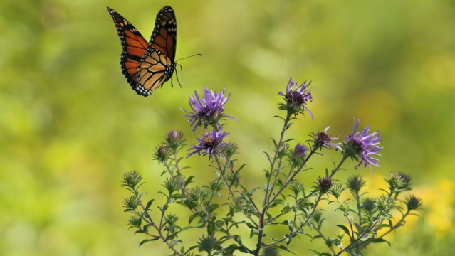 How to Create a Butterfly Garden- 8 Simple Steps