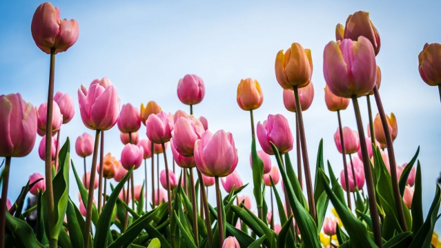 The History of the Tulip- A Symbol of Wealth