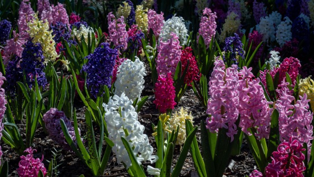 14 Facts about Hyacinths