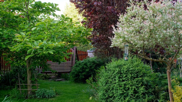 Plants for shady areas of the garden