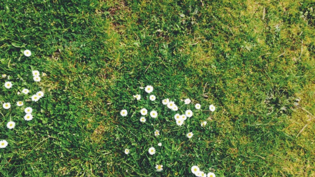 8 Common Lawn Problems and how to fix them