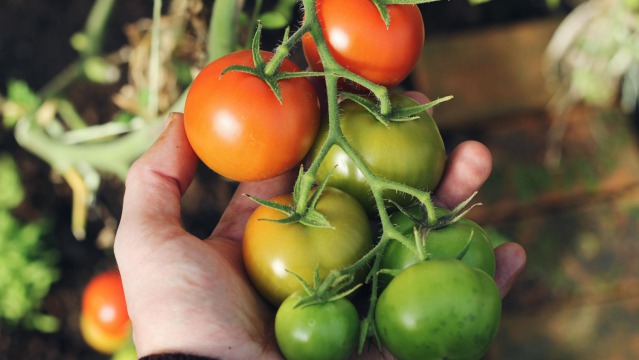 The Benefits of Growing Your Own Vegetables
