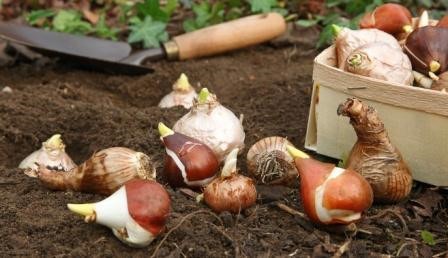 Why there will be limited bulb availability this year 