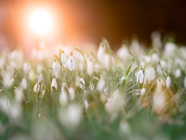 The Best Flower Bulbs for Naturalising
