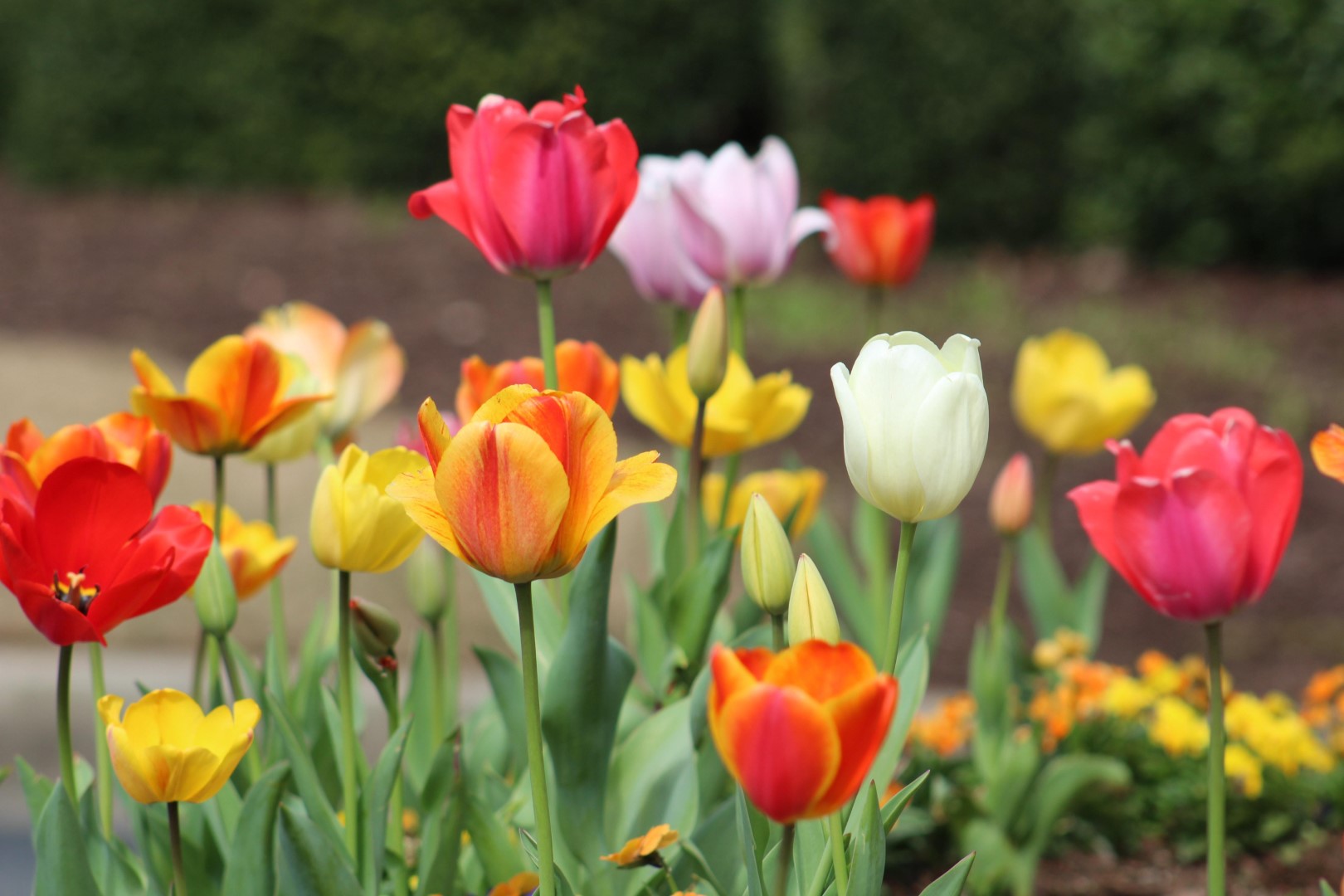 The Ultimate Guide to Growing Tulips