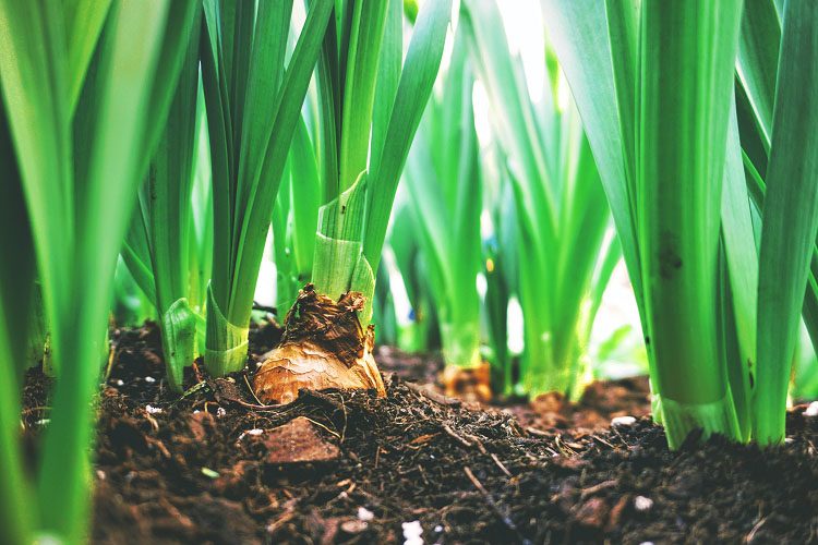How To Plant Bulbs In The Green