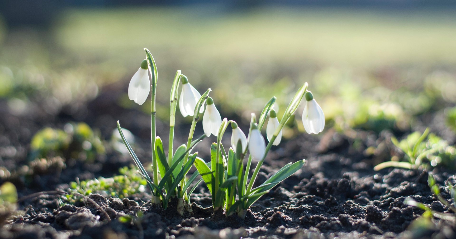 Guide To Growing Snowdrops