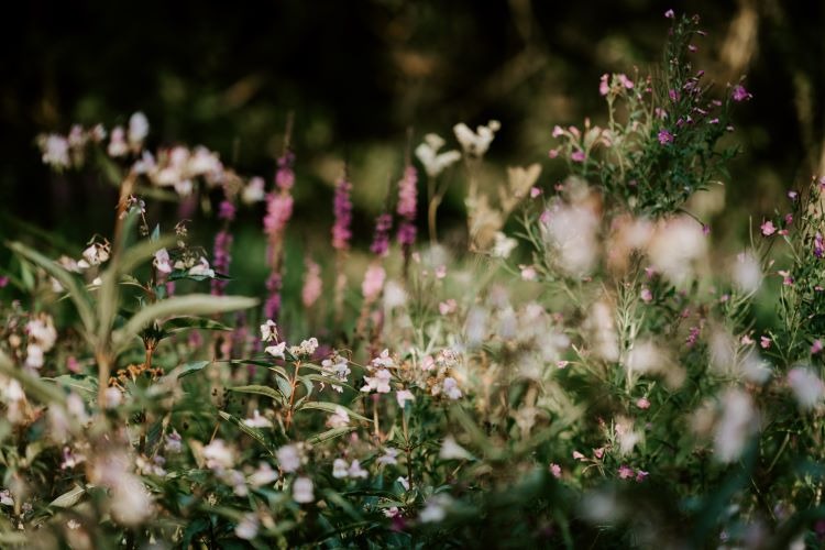 Reasons To Grow Wildflowers In Your Garden