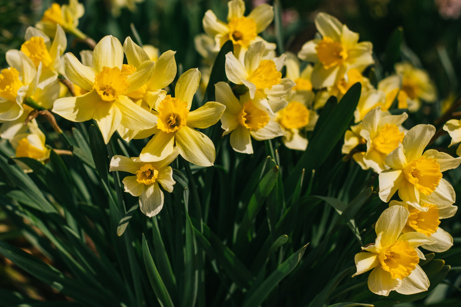 15 interesting facts about daffodils and narcissus - The Boston Bulb  Company Ltd