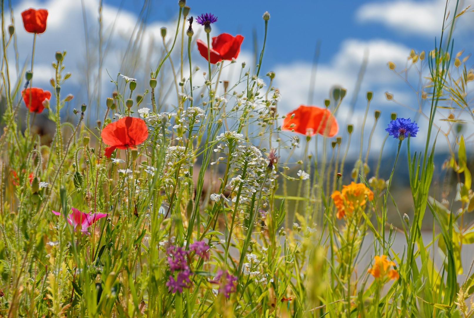 Establishing a Wildflower Meadow