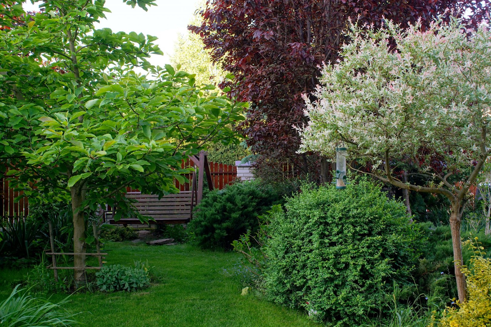 Plants for shady areas of the garden
