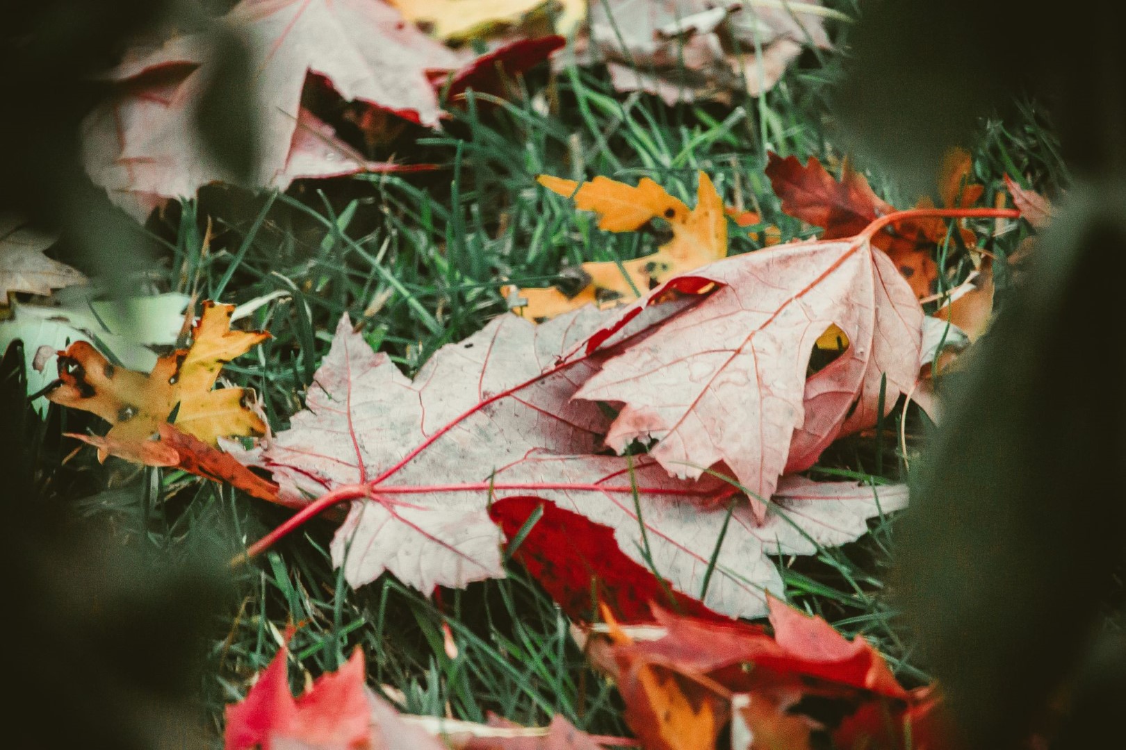 A Guide to Autumn Gardening Jobs