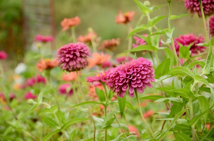 17 Facts about Dahlias